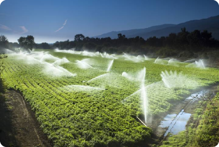 A lush, green field being evenly watered by several sprinklers under a clear blue sky, showcasing landscaping water delivery for healthy and thriving greenery.